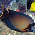 黑鰓刺尾魚 黑鰓刺尾魚