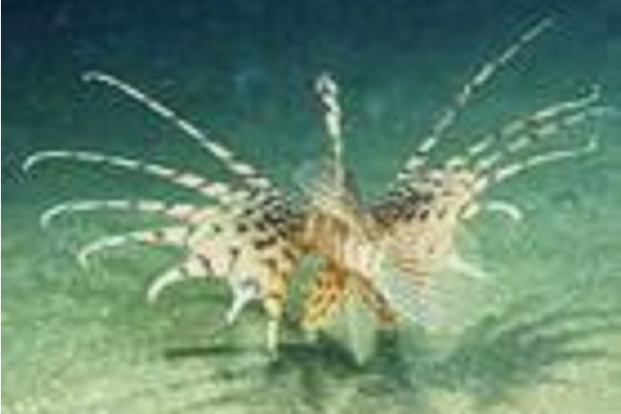 長體獅子魚 長體獅子魚