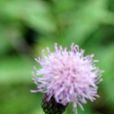 薊根草(刺薊) 薊根草(刺薊)