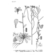 大花南芥 大花南芥