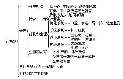 兩棲動物(漢語詞語)