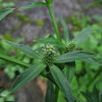 刺芫茜
