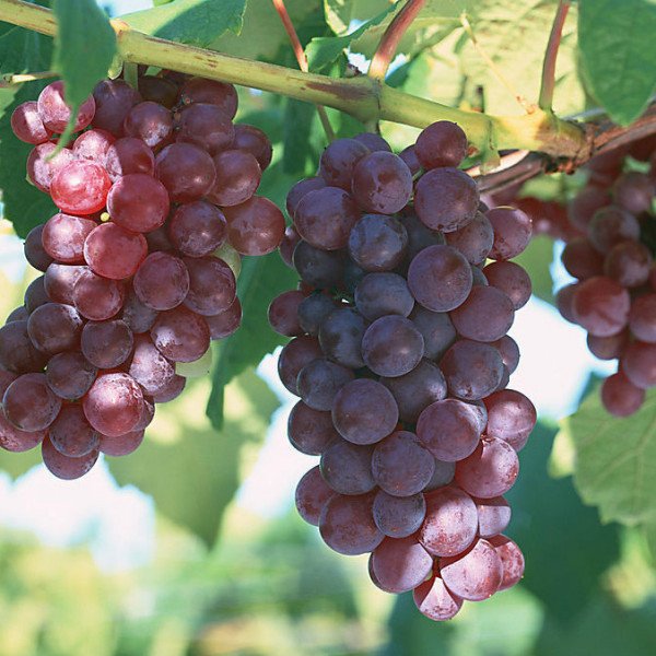 葡萄(Vitis vinifera)