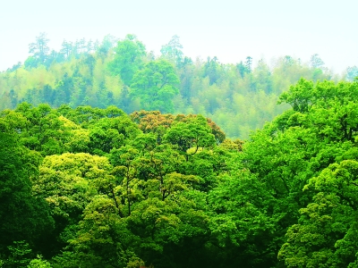森林碳匯