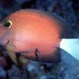白尾吊魚 白尾吊魚