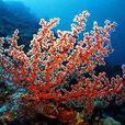 Coral Coral