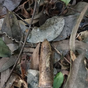 Zanonia indica