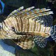 雀魚 雀魚