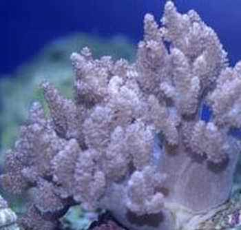 紫菜珊瑚