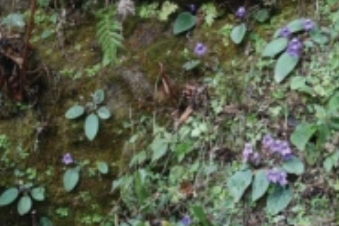華麗石蝴蝶