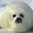 北極海豹-極度深寒北極動物賞