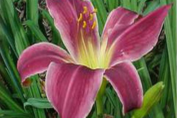 Hemerocallis \x27Jade Star\x27