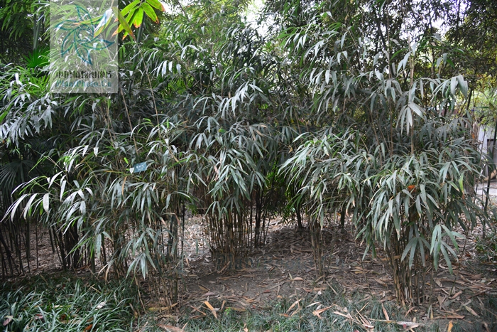 黃山庫-箬葉竹