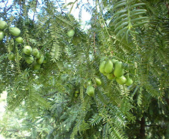 榧枝葉 榧枝葉