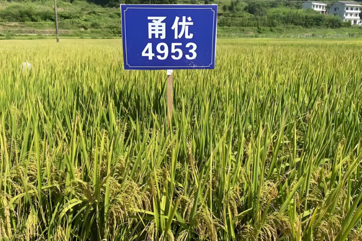 甬優4953 甬優4953
