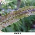 闊鱗瘤蕨 闊鱗瘤蕨