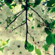 花落終城 花落終城