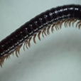 Sibiriulusbaigazanensis Sibiriulusbaigazanensis