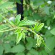 絞股藍條 絞股藍條