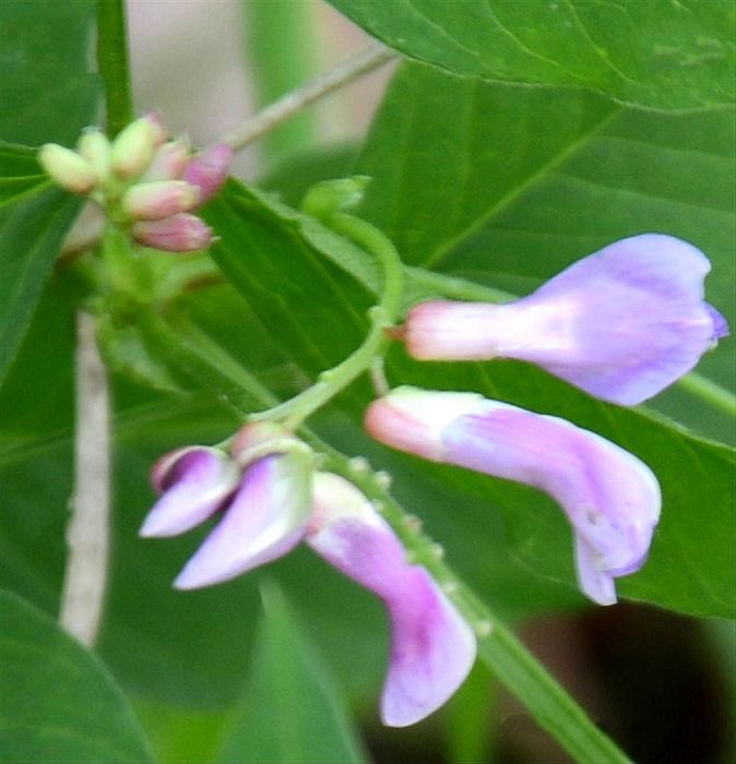 北野豌豆 北野豌豆