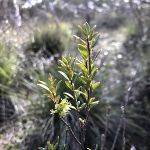 Acrotriche cordata