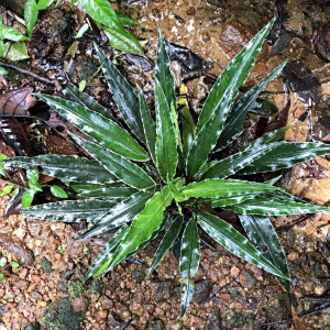 Lagenandra thwaitesii