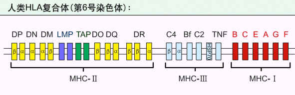 HLA複合體基因簡圖