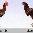普定高腳雞 普定高腳雞