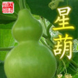 星葫 星葫