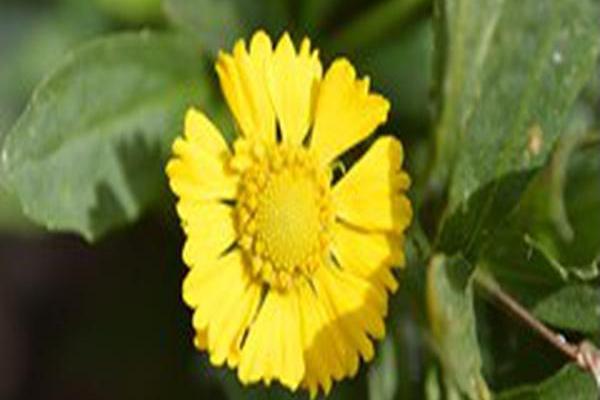 Helenium \x27Balsalulow\x27 SALUD YELLOW Helenium \x27Balsalulow\x27 SALUD YELLOW