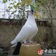 中國點子鴿