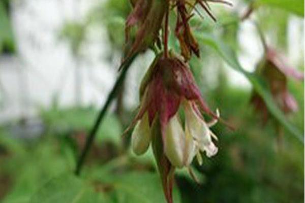 Leycesteria formosa Leycesteria formosa