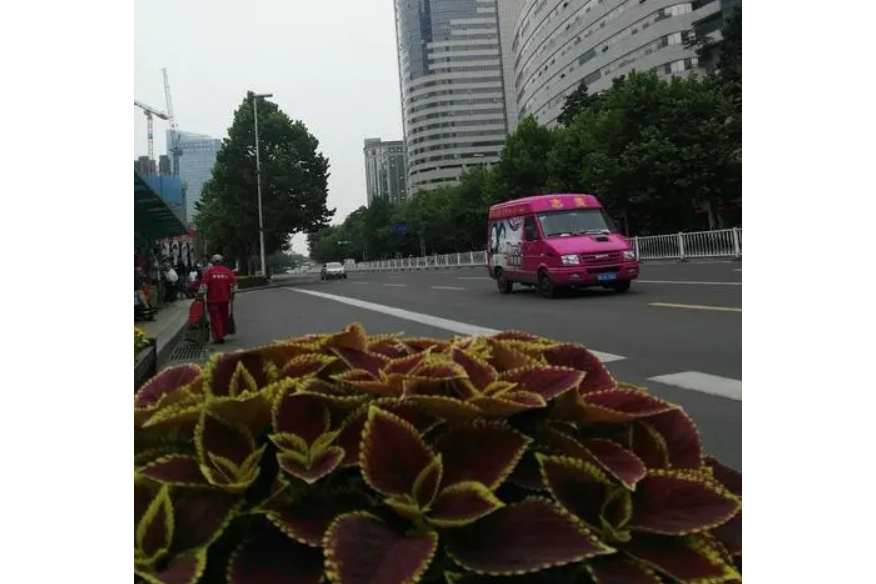 蓮島路 蓮島路