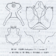 叉條蜂 叉條蜂