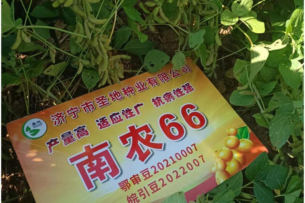 南農66 南農66