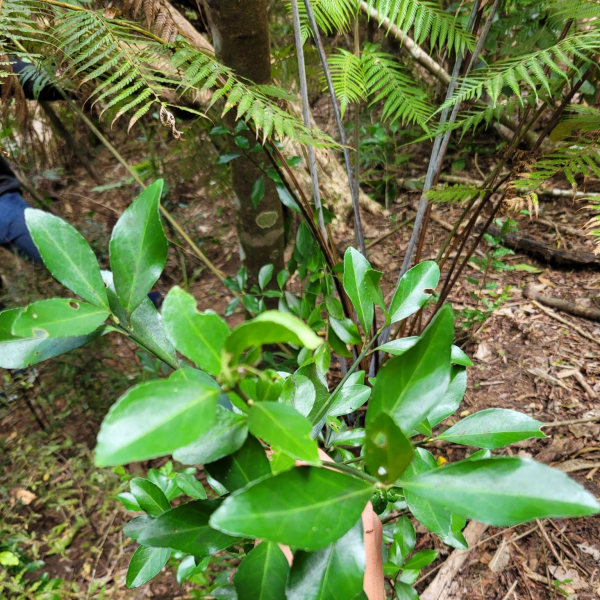 Euonymus japonicus Euonymus japonicus