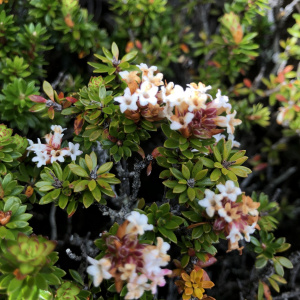 Archeria serpyllifolia