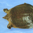 中華鱉