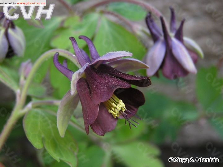 紫花耬斗菜