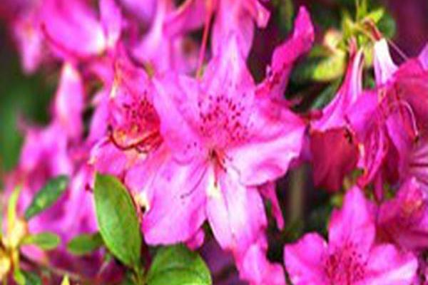 Rhododendron \x27Girard\x27s Karen\x27 Rhododendron \x27Girard\x27s Karen\x27