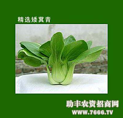 矮萁青 矮萁青