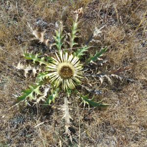 Carlina acanthifolia