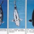 烏鯉 烏鯉
