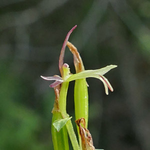 Stigmatodactylus aegeridantennatus