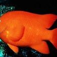 高歡雀鯛 高歡雀鯛