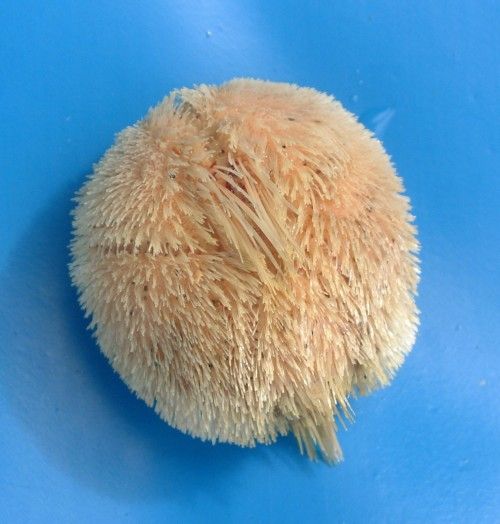 心形海膽屬(心形海膽(心形海膽屬物種通稱)) 心形海膽屬(心形海膽(心形海膽屬物種通稱))