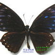 翠藍斑鳳蝶