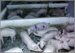 規模化生豬養殖