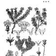 漸尖葉岩梅 漸尖葉岩梅