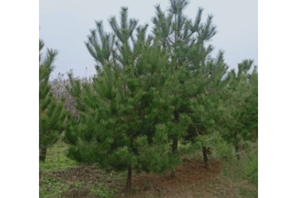 油松山西JX109 油松山西JX109